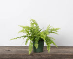 Boston Fern