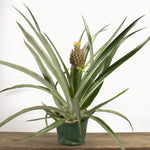 Pineapple Plant
