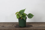 Philodendron 'Cordatum Heartleaf'