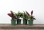 Calathea - Assorted