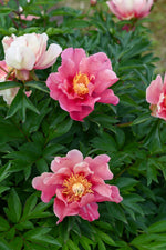Peony Itoh 'Sunset & Rainbows'