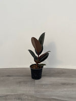 Ficus Burgundy