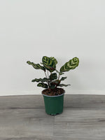 Calathea 'Peacock'