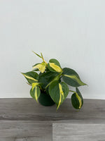 Brasil Philodendron