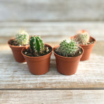 Assorted Cacti