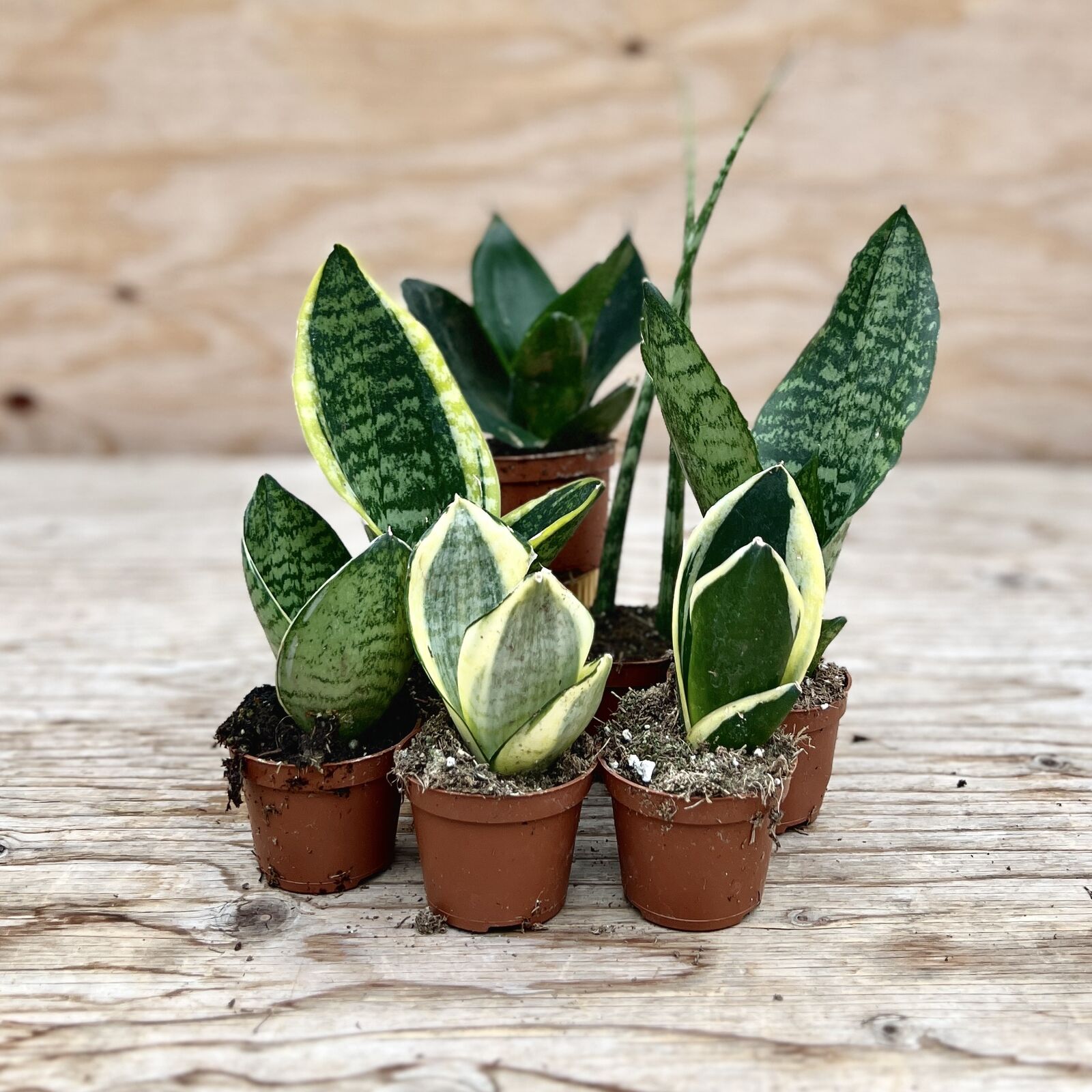 buy snake plant winnipeg Sansevieria 'Assorted' – van der Meer Garden Centre