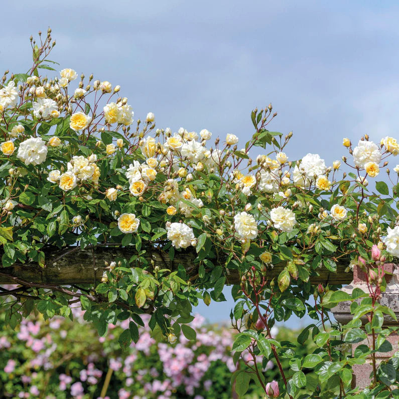 David Austin Rose 'Malvern Hill'