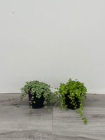 Pilea 'Baby Tears'