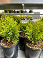 Cedar 'Little Giant Globe'