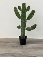 Cowboy Cactus