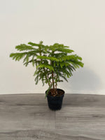 Norfolk Pine