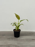 Philodendron 'Green Congo Nuclear '