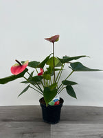 Lace Leaf Anthurium