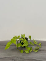 Pothos Scindapsus 'Neon Queen'