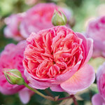 David Austin Rose 'Boscobel'