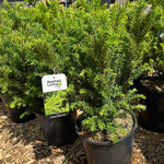 Morden Yew 'Upright'