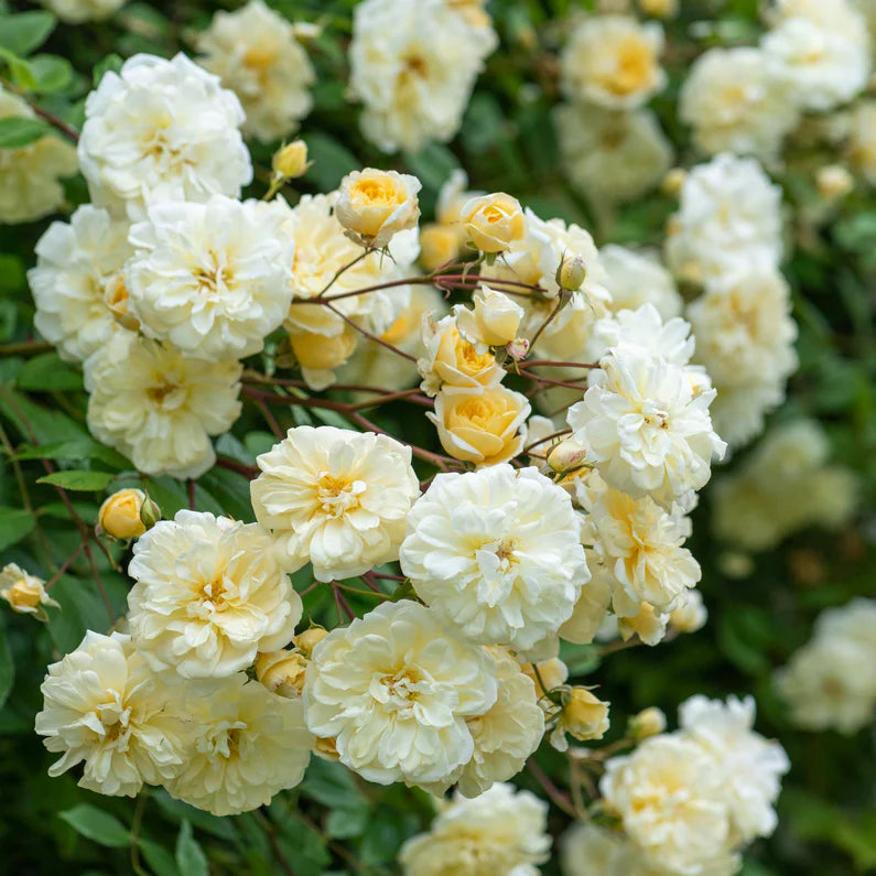 David Austin Rose 'Malvern Hill'