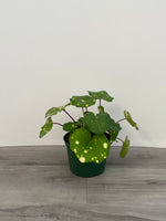 Leopard Plant Gigantea Variegated
