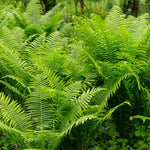 Fern 'Native'