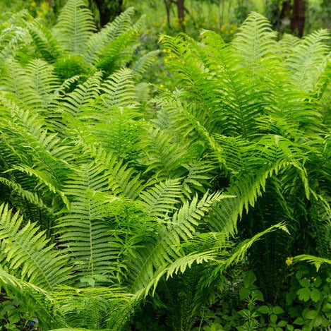 Native Fern