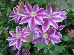 Clematis 'Little Duckling-Piilu'