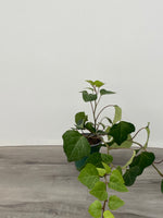 Algerian Ivy