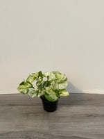 Pothos 'Happy Leaf'