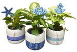 Bouy pot w/ plant