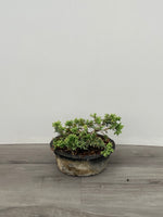 Dwarf Conifer - Bonsai