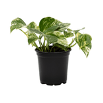 Marble Queen Pothos
