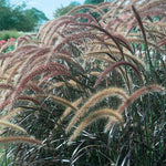 Grass 'Graceful Grasses® Purple Fountain Grass