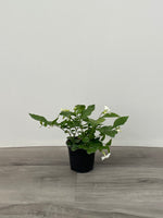Jasmine