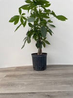 Money Tree/Braid