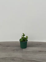 Peperomia 'Hope'