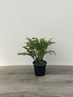 Zygo Cactus