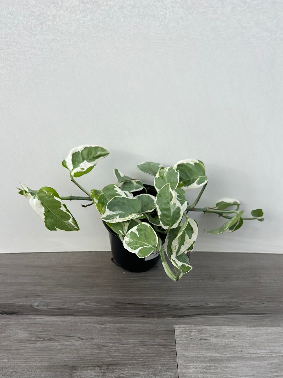 Pearl and Jade Pothos