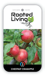 Crabapple 'Chestnut'