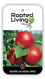 Apple Tree 'Dexter Jackson'