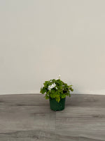 Oxalis 'Shamrock'