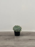 Echeveria Succulent