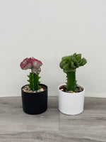 Euphorbia 'Lactea'
