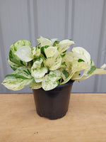 Pothos 'Happy Leaf'
