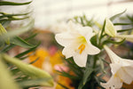 Easter Lily