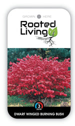 Euonymus 'Dwarf Winged Burning Bush'