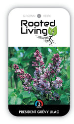 President Grevy Lilac