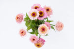 Zinderella Lilac Zinnia
