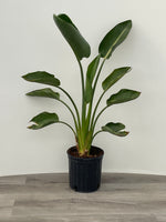 Bird of Paradise 'Orange'