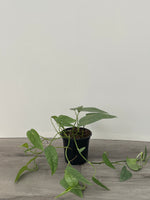 Cebu Blue Pothos