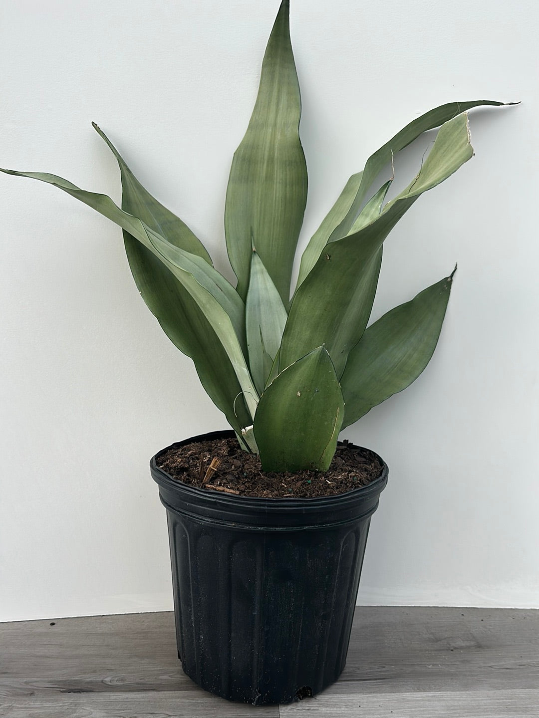 moonshine snake plant canada Sansevieria 'Moonshine' – van der Meer Garden Centre