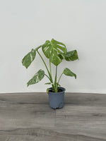 Monstera Thai Constellation